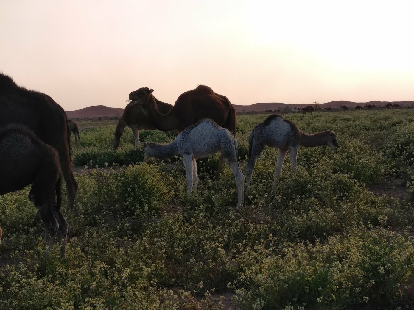 Maroc 89