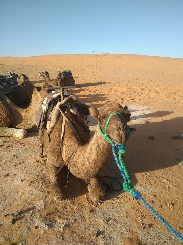 Maroc 99